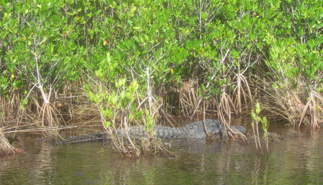 Les Everglades