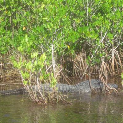 Les Everglades