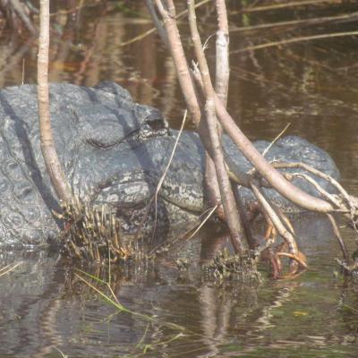 Les Everglades