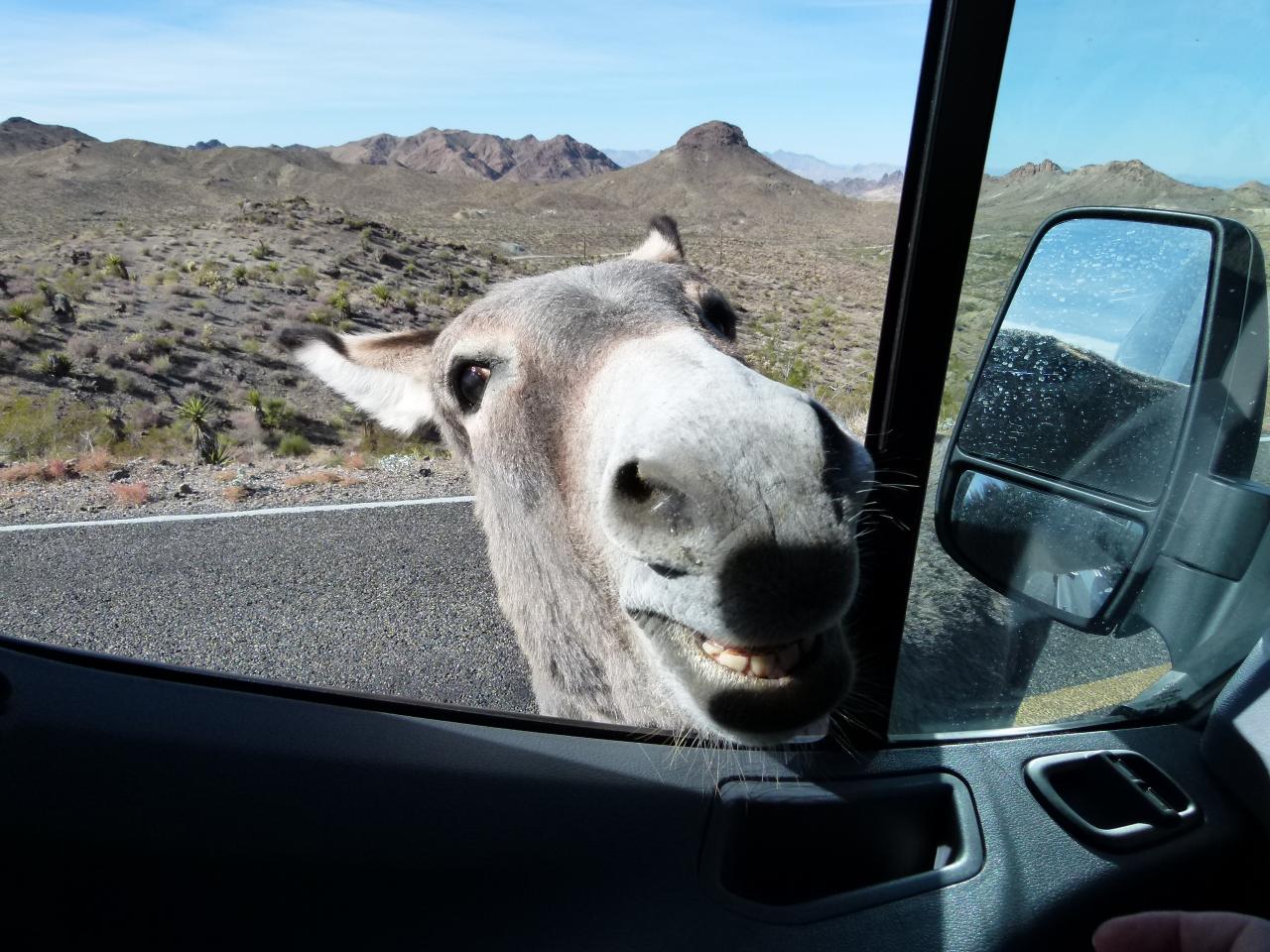 Sur la route de OATMAN